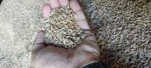 Vând triticale sau schimb cu grau