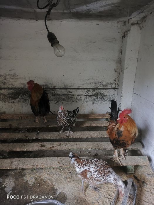 Мини кокошки и петли серама