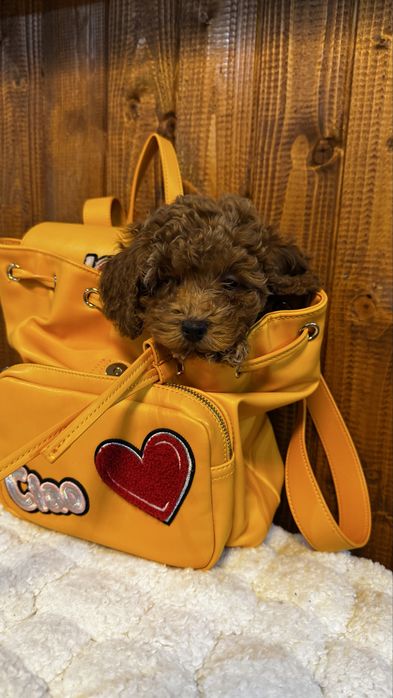 Pudel  toy de vanzare