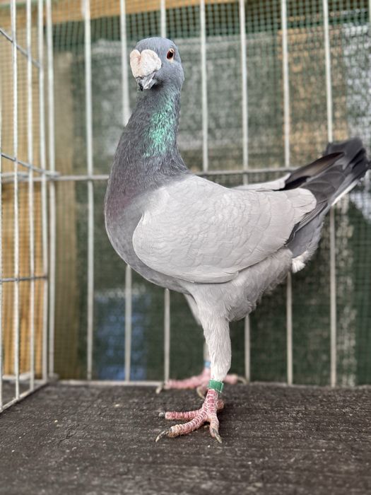 Voiajori germani Barless