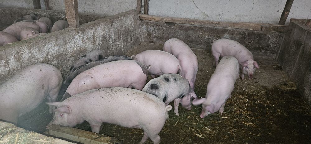 Прасета ОТ 30 ДО 140КГ