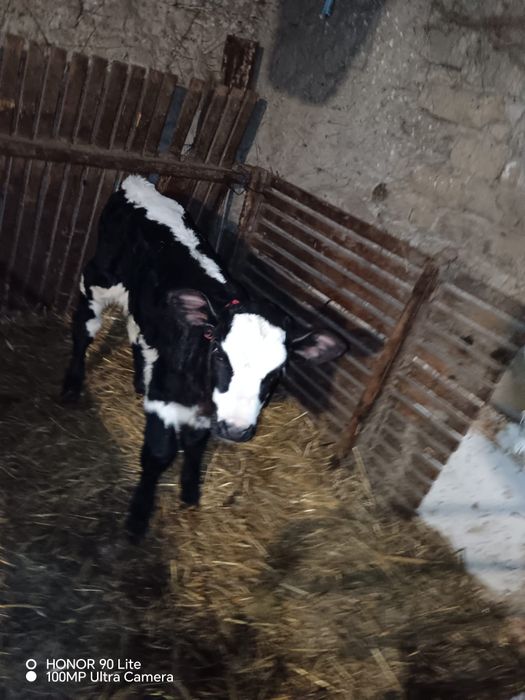 Vând  jurincă cu  vitel