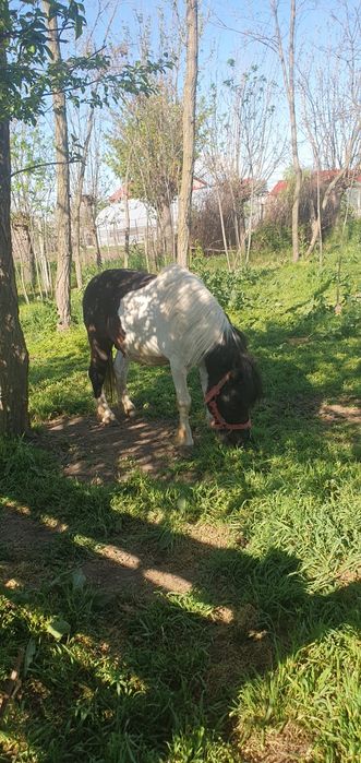 Poneii de vanzare