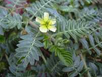 Шифобахш Темиртикан (Tribulus terrestis) усимлиги