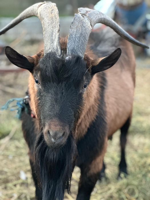 Vand țap alpin-francez