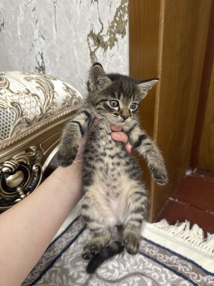 Mushuk bolalari tigr