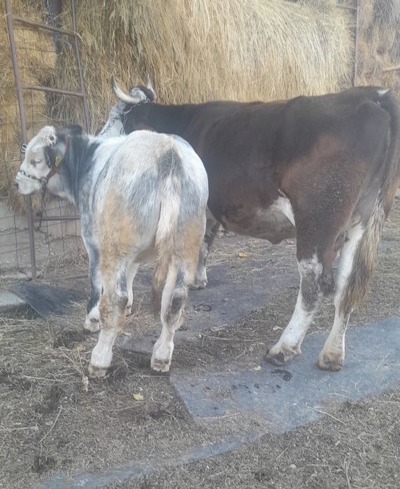 Vand doua vaci cu doua vitele