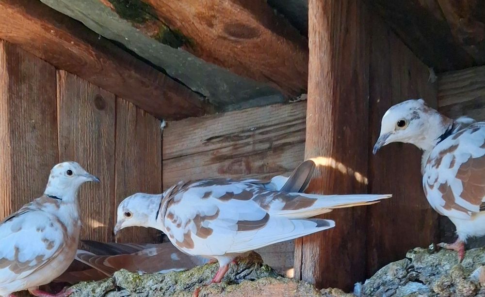 Turturele râzătoare