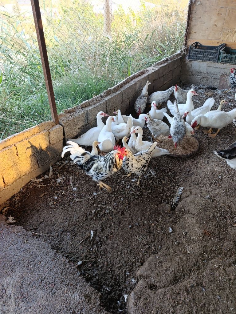 Продам индоуток и гусей