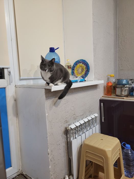 Отдам кота  в хорошие руки