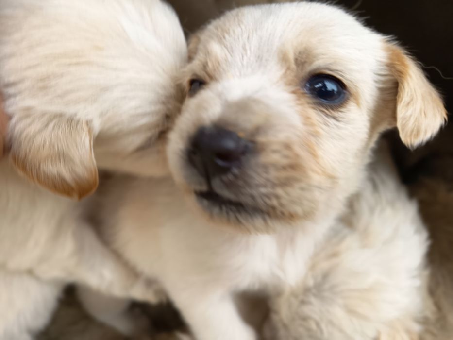 Căței de rasa , perfecți pentru companie!