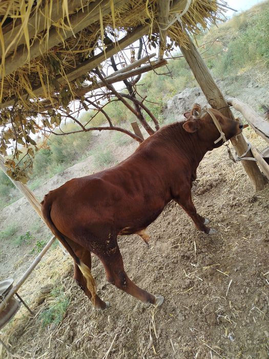 Сотилди учириб булмаяпти