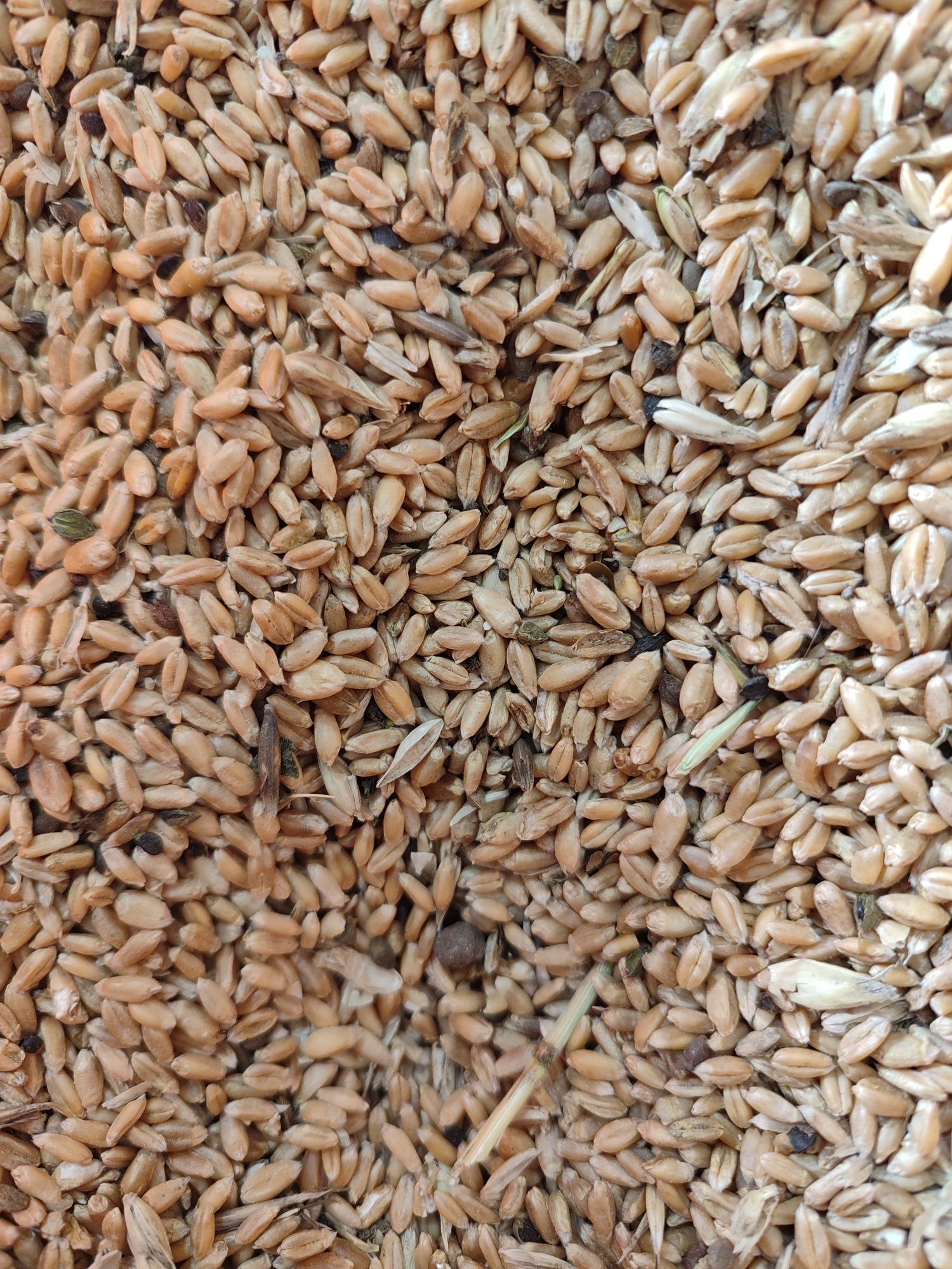 Пшеница по 30 кг