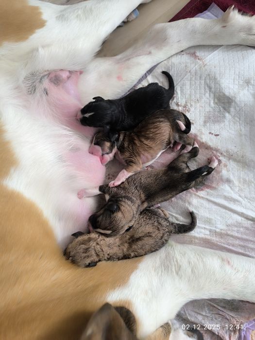 Бронируем щенков !!!