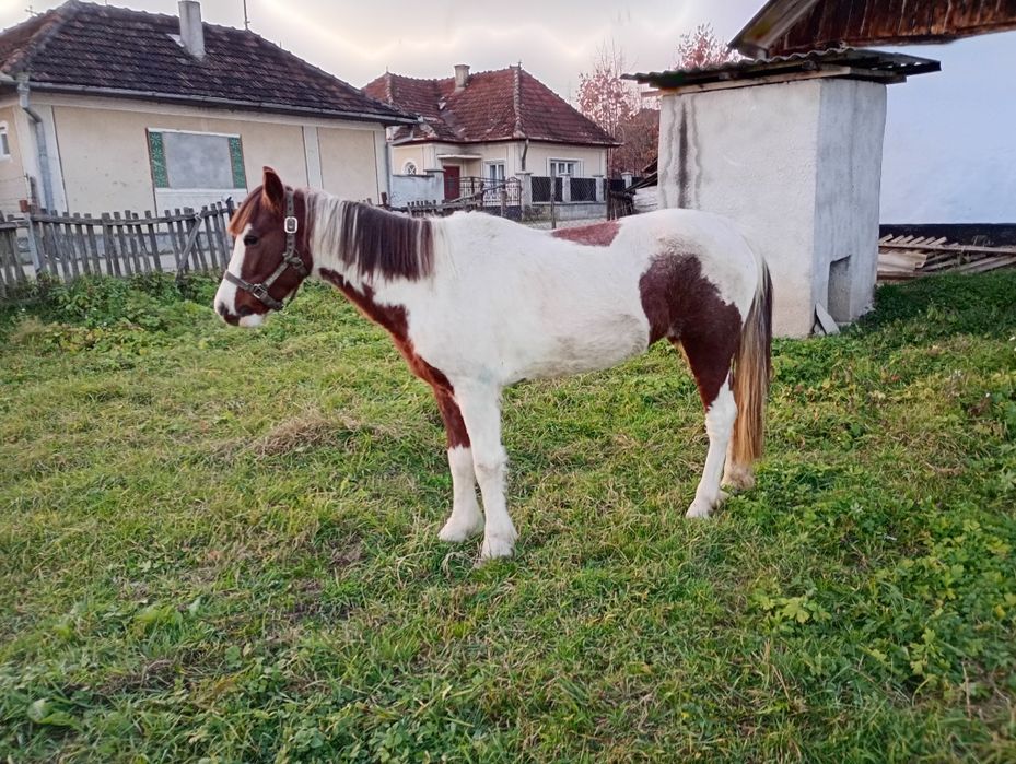 Vând iapă Pinto foarte blândă 6 ani