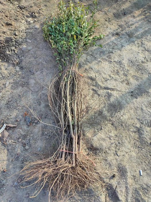 Plante de rodie de vânzare - Bucură-te de fructe proaspete!