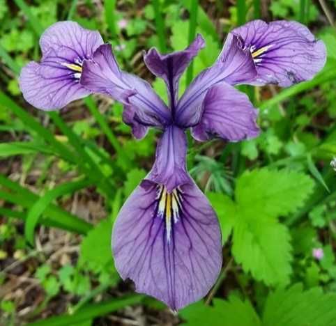 Plante pentru Iaz, Nuferi, Irisi, Papura, Zambile