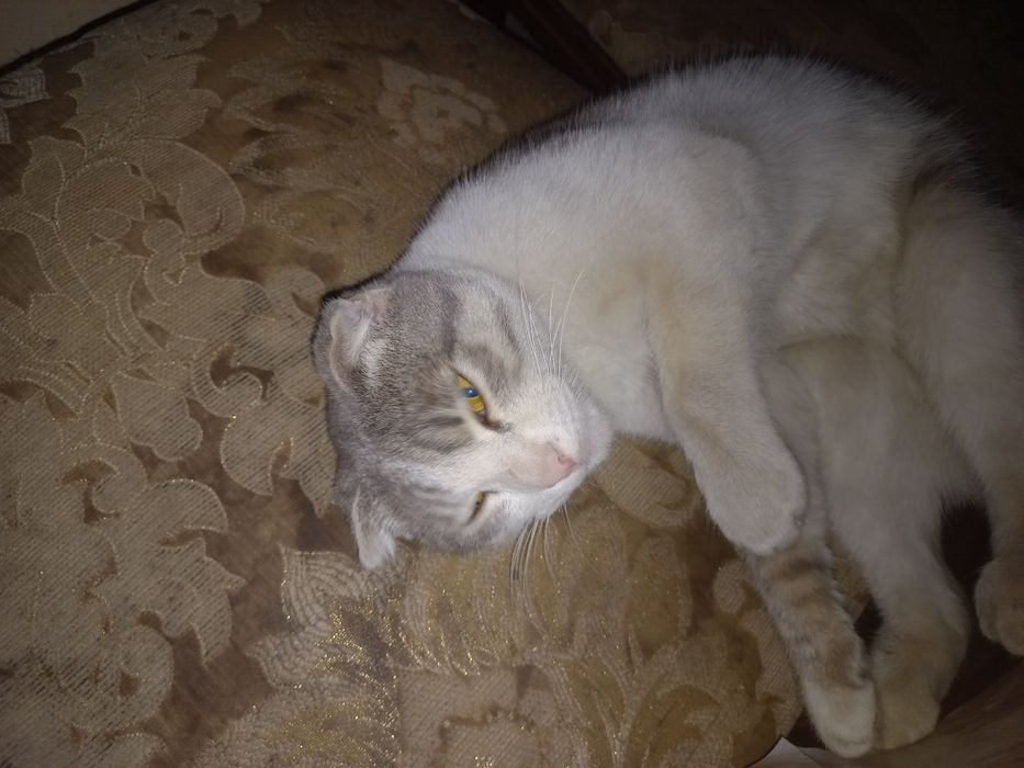 Продаётся шотландский вислоухий