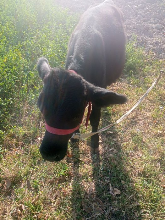 Яхши навосча сотилади арзон