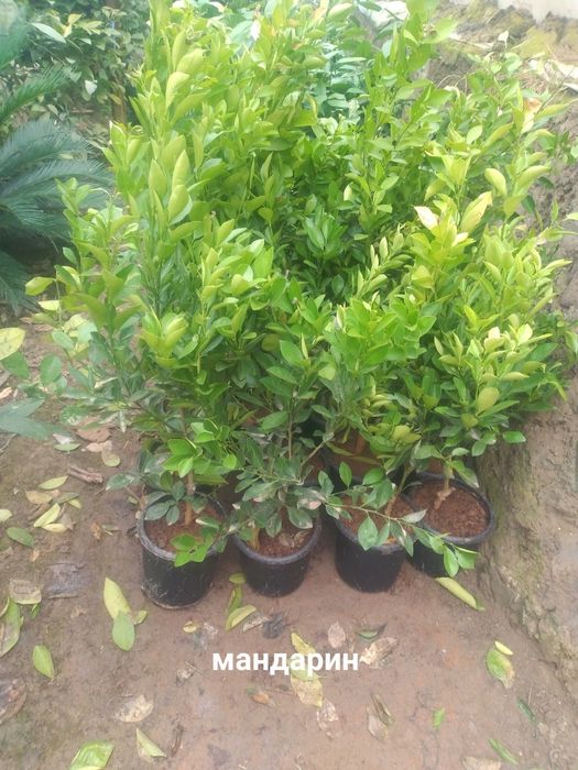 Лимон кучатлар 2.3.4.5 йиллик.