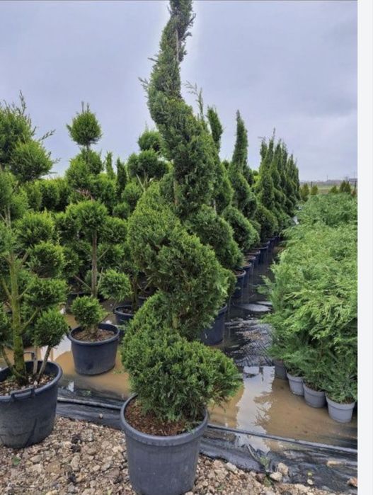 Tuia smarald , leylandi diferite speci ornamentale la un pret acesibil