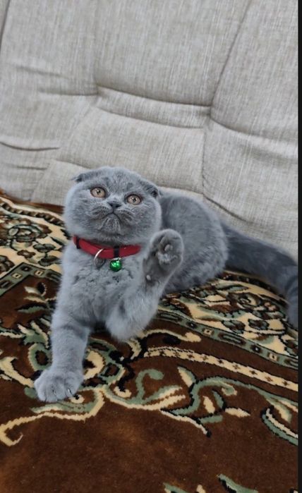 Шотланский Фолд Чистокровний