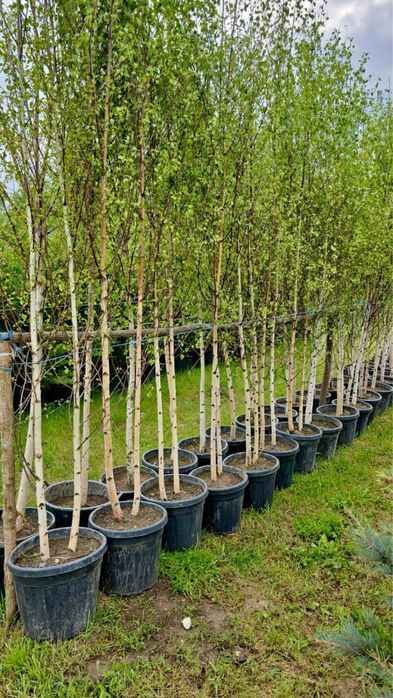 Mestecan alb 3 m la 6 m