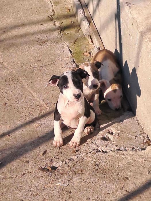 Кученца (питбулчета)