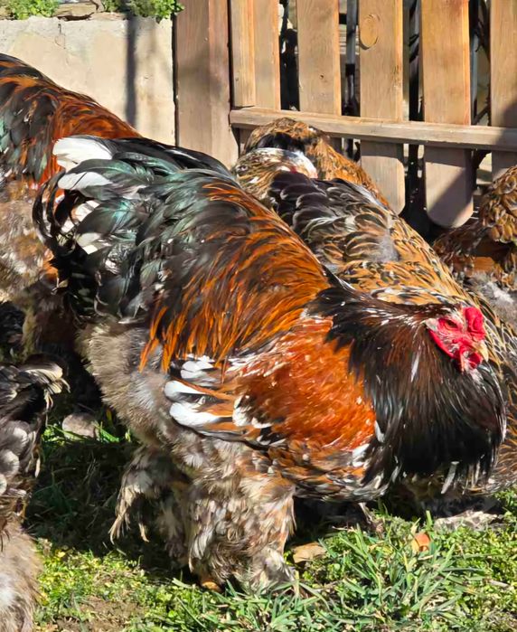 Vând ouă de reproducție Brahma diferite culori