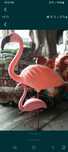 Flamingo cocostarc