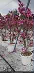 Magnolie tufă soulangeana