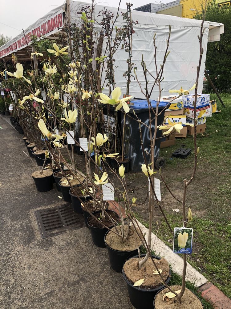 Magnolia galbena diferite mărimi