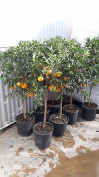 Clementini mandari portocali lamai