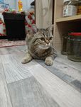 Sotiladi juda yuvosh