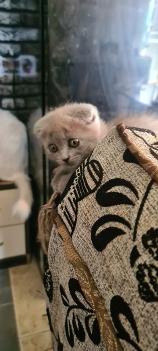 Продаю котят скоттишфолд