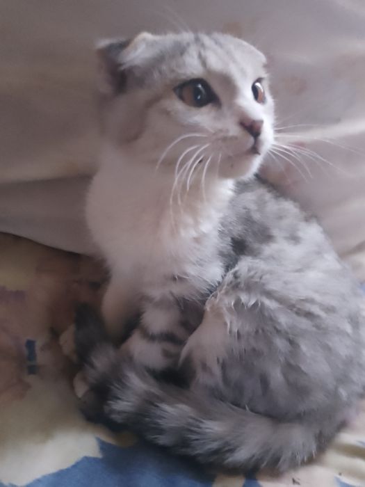 Породистый котенок пишак