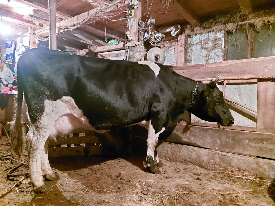 Vand vaca buna de lapte baltata cu negru