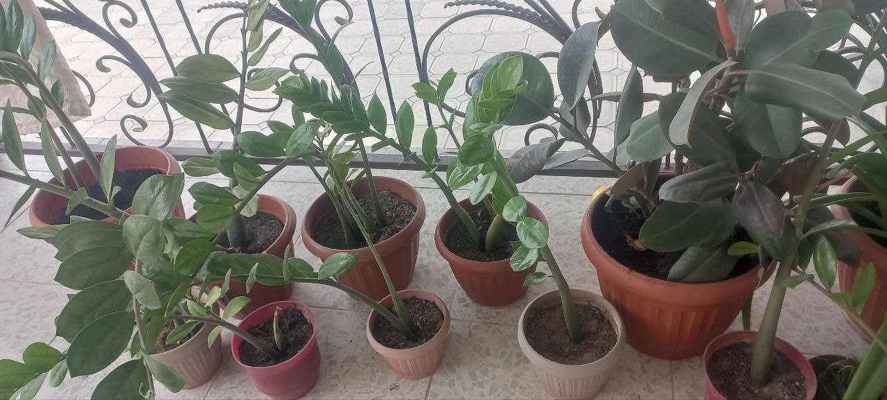Продается цветы разные