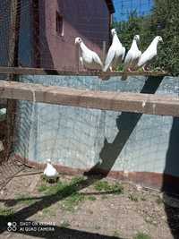 Porumbei albi poștă