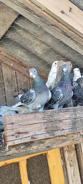 Vand porumbei voiajori