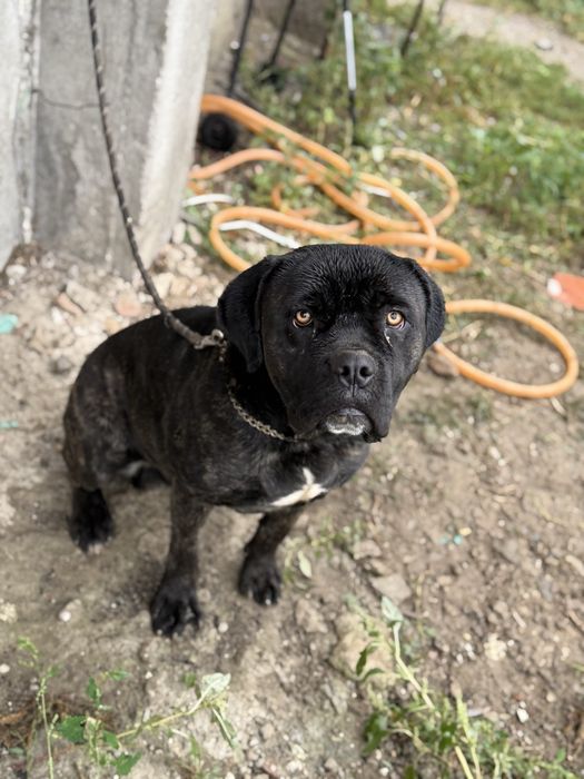 donez cane corso 1 an