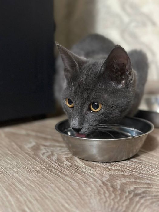 Скотиш страйт . Scotish strayt