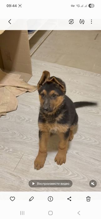 Чистокровный немецкий овчарка, щенок.