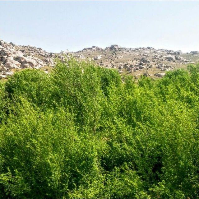 Manzarali daraxt  ko'chatlari