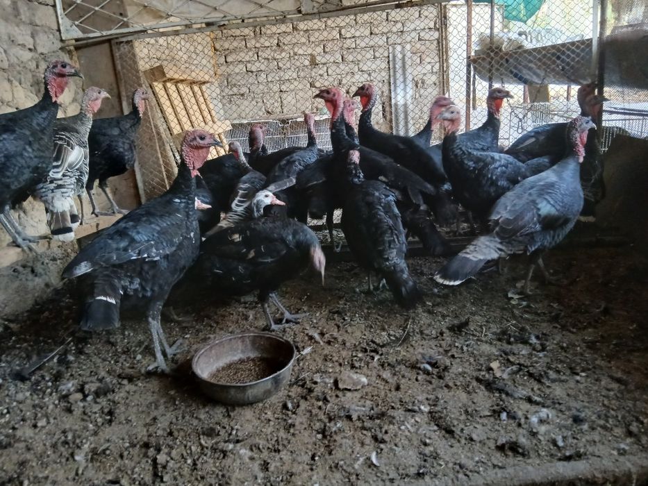 Kurkala sotiladi 20 ta