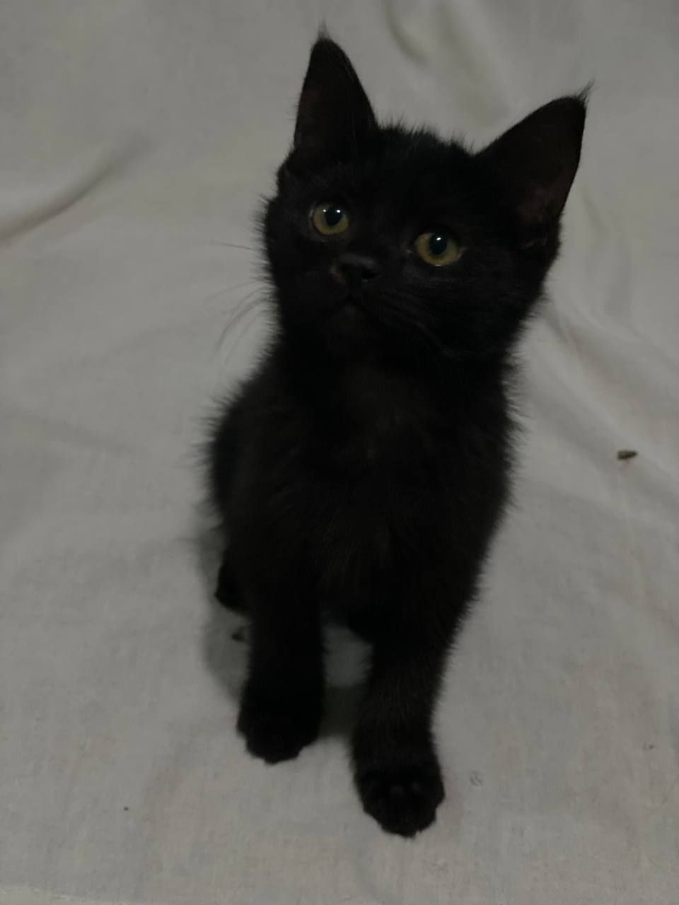 Пристраевается котенок.  Hadiya