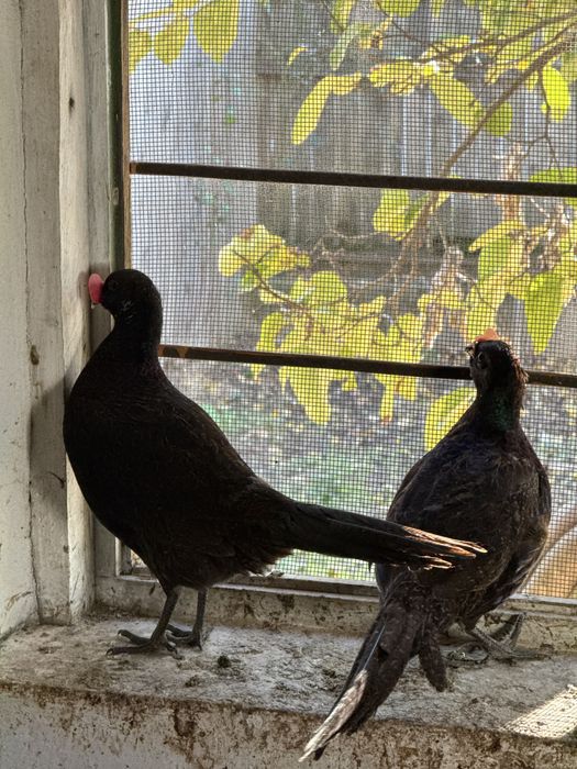 Fazani comuni perechi sau separat