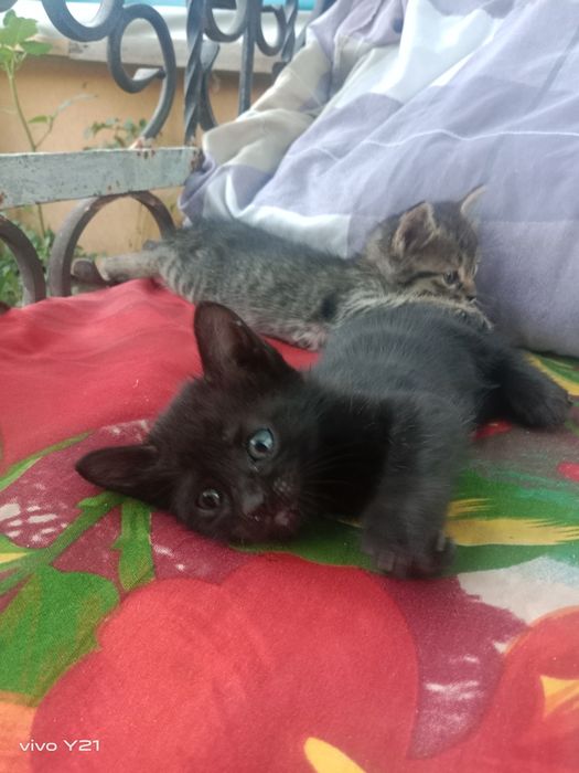 Отдам котят в добрые руки 2 мальчика 1 девочка
