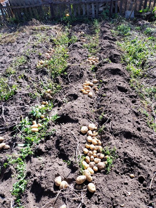 Картофель дачный