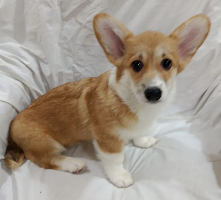 Щенки корги чистокровные